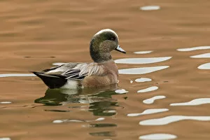 Images Dated 13th December 2013: USA, New Mexico. American widgeon duck in water