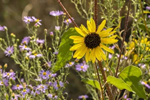 USA, New Mexico. Blooming sunflower and asters USA, New Mexico. Blooming sunflower and asters