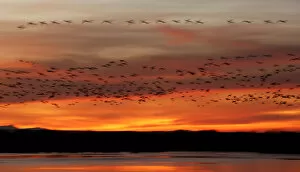 Images Dated 27th November 2007: USA, New Mexico, Bosque del Apache National Wildlife Refuge. Snow geese fly in a blur at sunrise