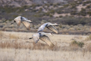 USA, New Mexico, Bosque Del Apache National Wildlife Refuge. Sandhill cranes in flight USA, New Mexico, Bosque Del Apache National Wildlife Refuge. Sandhill cranes in flight