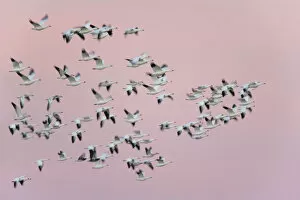 Images Dated 14th November 2006: USA, New Mexico, Bosque del Apache National Wildlife Refuge. Snow geese in flight against pink sky