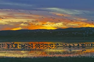 Images Dated 3rd December 2003: USA, New Mexico, Bosque del Apache National Wildlife Refuge