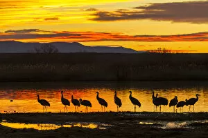 Images Dated 25th January 2013: USA, New Mexico, Bosque Del Apache National Wildlife Refuge. sandhill cranes sunrise Credit as