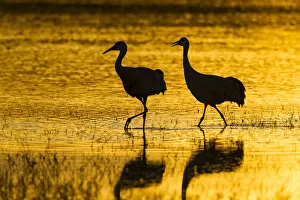 Images Dated 16th December 2013: USA, New Mexico, Bosque del Apache National Wildlife Refuge. Silhouette of sandhill cranes in water