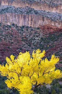 USA, New Mexico, Jemez River Valley. Cliff and cottonwood tree in autumn USA, New Mexico, Jemez River Valley. Cliff and cottonwood tree in autumn