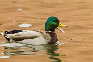 Images Dated 13th December 2013: USA, New Mexico. Male mallard duck in water