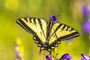 USA, New Mexico, Sandia Mountains. Western tiger swallowtail butterfly on penstemon USA, New Mexico, Sandia Mountains. Western tiger swallowtail butterfly on penstemon