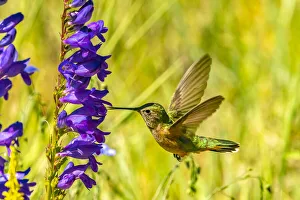 USA, New Mexico, Sandia Mountains. Female broad-tailed hummingbird feeding on penstemon USA, New Mexico, Sandia Mountains. Female broad-tailed hummingbird feeding on penstemon