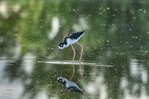 USA, New Mexico, Valencia County. Black-necked stilt bird reflected in water USA, New Mexico, Valencia County. Black-necked stilt bird reflected in water