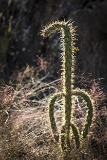 USA, New Mexico, Valley of Fires Recreation Area USA, New Mexico, Valley of Fires Recreation Area