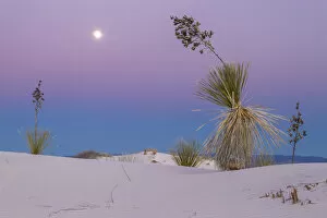 Images Dated 15th December 2013: USA, New Mexico, White Sands National Monument. Moonrise over desert plant. Credit as