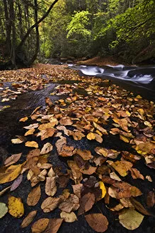 Images Dated 15th February 2006: USA, New York, Adirondack Mountains. Leaves and stream in forest