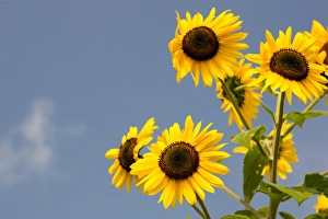 USA, New York, The Hamptons, Farmlands and flower fields USA, New York, The Hamptons, Farmlands and flower fields