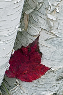 USA, New York, Inlet. Maple leaf on aspen tree trunk. Credit as: Jay O'Brien USA, New York, Inlet. Maple leaf on aspen tree trunk. Credit as: Jay O'Brien