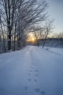 USA, New York State. Animal tracks in snow, Erie Canal USA, New York State. Animal tracks in snow, Erie Canal