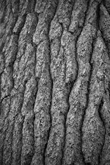 Patter Gallery: USA, New York State. White pine bark, Adirondack Mountains