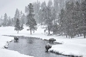 USA, Nez Perce River, Yellowstone National Park, Wyoming USA, Nez Perce River, Yellowstone National Park, Wyoming