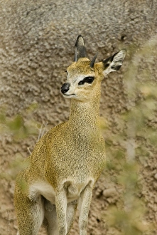 USA, NM, Albuquerque, Albuquerque Biological Park, Rio Grande Zoo. Grysbuck (Raphicerus) USA, NM, Albuquerque, Albuquerque Biological Park, Rio Grande Zoo. Grysbuck (Raphicerus)