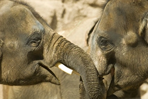 USA, NM, Albuquerque, Rio Grande Zoo. Juvenile Asian Elephants (Elephas maximus) USA, NM, Albuquerque, Rio Grande Zoo. Juvenile Asian Elephants (Elephas maximus)