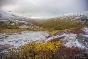 Denali National Park Print - Polychrome Pass Fall Colors with Snow