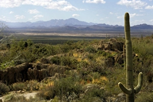 USA, Arizona, Tucson Mountain Park. Sonoran Desert landscape