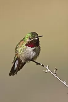 Broad Tailed Hummingbird Collection: USA, North America, Colorado