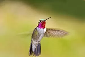 Broad Tailed Hummingbird Collection: USA, North America, Colorado