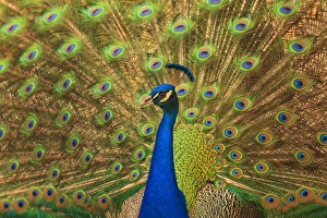 USA; North America; Florida; St. Augustine; Male peacosk strutting in breeding plumage USA; North America; Florida; St. Augustine; Male peacosk strutting in breeding plumage