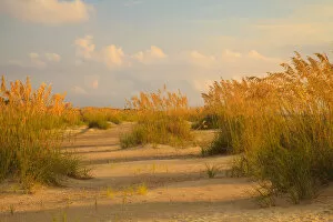 Images Dated 9th August 2015: USA; North America; Georgia; Tybee Island; Sea Oats and dunes on Tybee Island