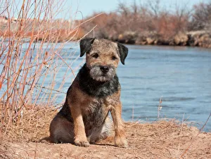 <b class=qtipBold><figcaption>USA, North America, New Mexico</figcaption></b><br>A Border Terrier sitting on the banks of the Rio Grande River in New Mexico<br><em>© Zandria Muench Beraldo / DanitaDelimont.com</em> USA, North America, New Mexico