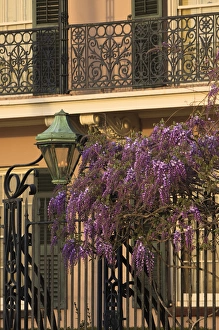 USA, North America, South Carloina; Charleston. Westeria growing on the fence of USA, North America, South Carloina; Charleston. Westeria growing on the fence of