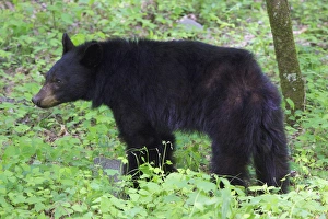 USA; North America; Tennesse; Young black bear in the spring in the Smokies USA; North America; Tennesse; Young black bear in the spring in the Smokies