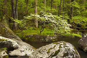 USA; North America; Tennessee; Great Smoky Mountain NP; Dogwood tree on the bank USA; North America; Tennessee; Great Smoky Mountain NP; Dogwood tree on the bank