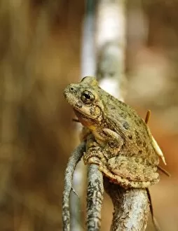Treefrogs Gallery: Canyon Treefrog