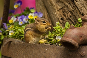 USA, North Carolina. Close-up of eastern chipmunk USA, North Carolina. Close-up of eastern chipmunk