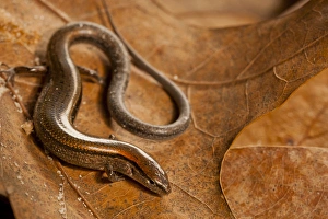 Images Dated 28th April 2012: USA, North Carolina. Close-up of ground skink