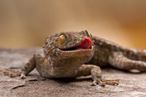 USA, North Carolina. Close-up of tokay gecko on rock USA, North Carolina. Close-up of tokay gecko on rock