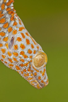 USA, North Carolina. Close-up of tokay geckos head USA, North Carolina. Close-up of tokay geckos head