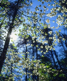 USA; North Carolina; Flowering Dogwood Trees in Fall Creek Falls State Park USA; North Carolina; Flowering Dogwood Trees in Fall Creek Falls State Park
