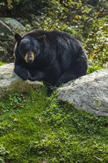 Images Dated 22nd October 2013: USA, North Carolina, Grandfather Mountain State Park, Black Bear, ursus americanus