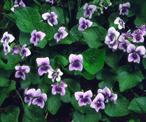 USA; North Carolina; Great Smoky Mountain National Park. A Wildflowers in the forest USA; North Carolina; Great Smoky Mountain National Park. A Wildflowers in the forest