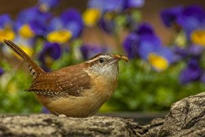 USA, North Carolina, Guilford County. Carolina wren eating worm USA, North Carolina, Guilford County. Carolina wren eating worm
