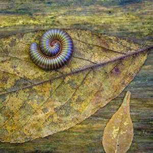 USA, North Carolina, Joyce Kilmer Memorial Forest. Centipede on a leaf. Credit as USA, North Carolina, Joyce Kilmer Memorial Forest. Centipede on a leaf. Credit as