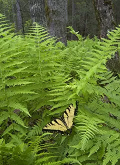 Images Dated 29th May 2008: USA, North Carolina. Swallowtail butterfly on fern