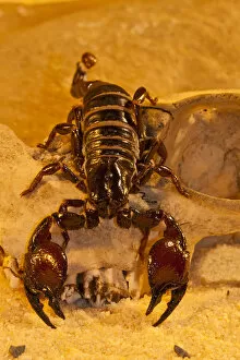 Images Dated 28th April 2012: USA, North Carolina. Tasmanian red-clawed scorpion