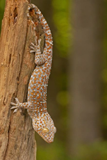 USA, North Carolina. Tokay gecko on a tree stump USA, North Carolina. Tokay gecko on a tree stump