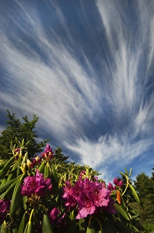 USA, North Carolina. USA, North Carolina. Catawba rhododenrons and sky. Credit as USA, North Carolina. USA, North Carolina. Catawba rhododenrons and sky. Credit as