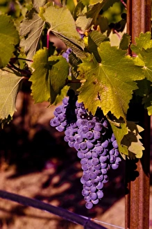 USA, Northwest, Eastern Washington, Kiona Winery USA, Northwest, Eastern Washington, Kiona Winery