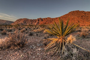 USA, NV. Red Rock Canyon National Conservation Area. Mojave Yucca amidst the desert landscape USA, NV. Red Rock Canyon National Conservation Area. Mojave Yucca amidst the desert landscape