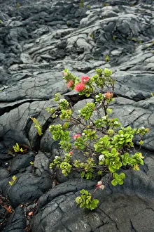 USA. Ohia Lehua tree on the Big Island of Hawaii. These trees are early colonizers USA. Ohia Lehua tree on the Big Island of Hawaii. These trees are early colonizers
